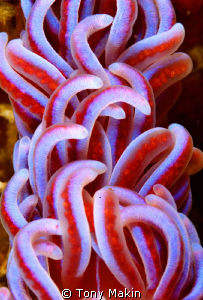 nudibranch abstract - cerata of phyllodesmium serrata by Tony Makin 